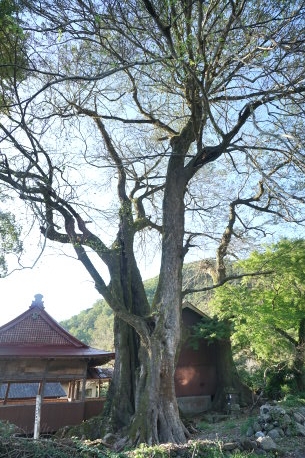 泊神社のムクノキ