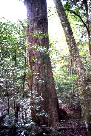 神崎神社のイチイガシ