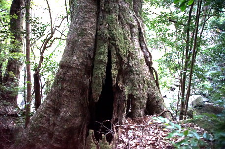 神崎神社のイチイガシ