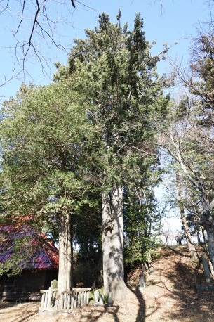 払沢のヒメバラモミ