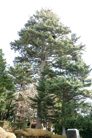 乙事諏訪神社のウラジロモミ