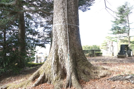 乙事諏訪神社のウラジロモミ