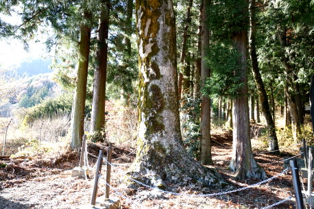 八幡宮鞠子社のメグスリノキ