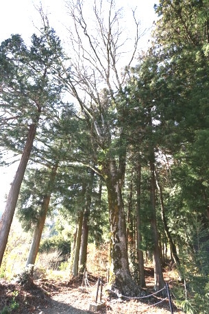 八幡宮鞠子社のメグスリノキ