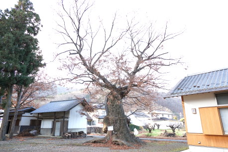 大宮神社のケヤキ