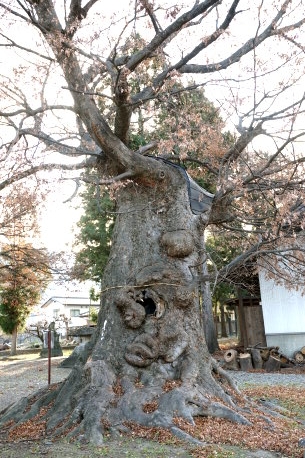 大宮神社のケヤキ