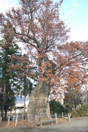 斎森神社のケヤキ