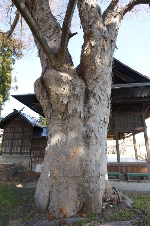 四ツ屋伊勢社のケヤキ