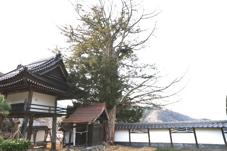 盛隆寺のイチイ