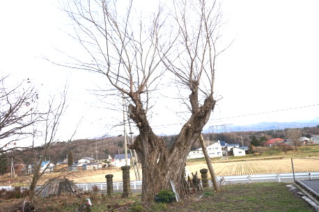 柳原小学校跡のヤナギ