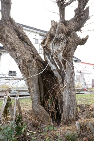 柳原小学校跡のヤナギ