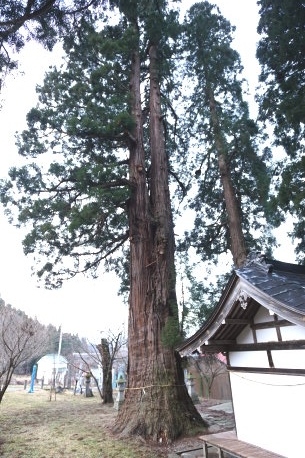 菅川神社の大杉