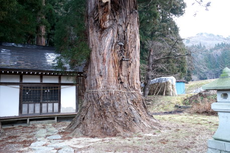 菅川神社の大杉