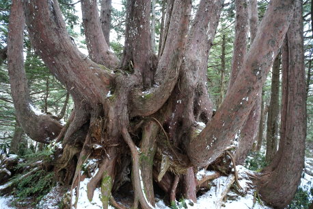 信大自然教育園のクロベ