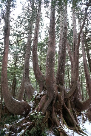 信大自然教育園のクロベ