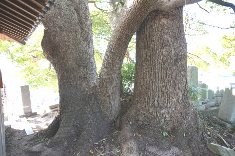 向雲寺のクスノキ