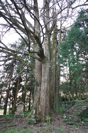 金竜寺の銀杏　No1