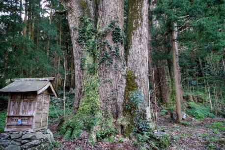 金竜寺の銀杏　No1