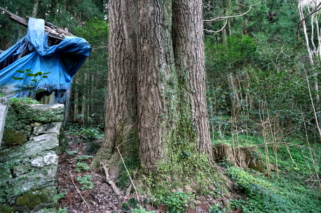 金竜寺の銀杏　No2