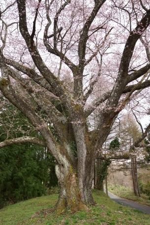 山田の桜