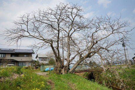 岩の目のサイカチ