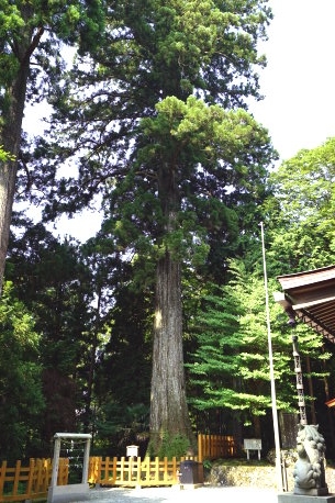 須山浅間神社のスギ