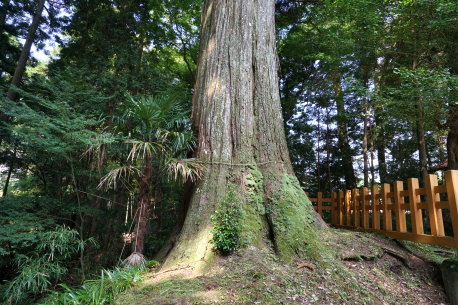 須山浅間神社のスギ