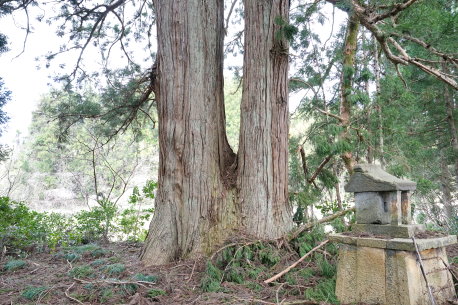 東寺諏訪社の杉