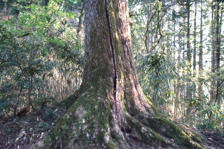 赤尾白山姫神社のモミ