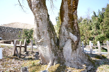 一村尾のエノキ
