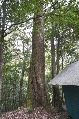 地当天神のモミ