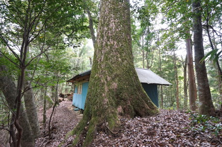 地当天神のモミ