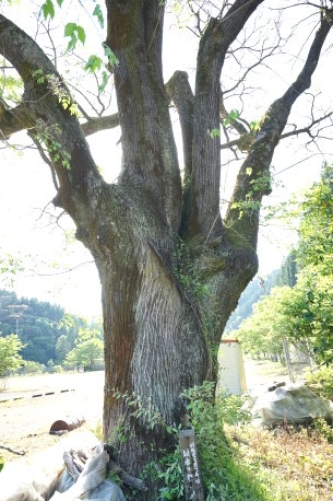 坂本のセンダン