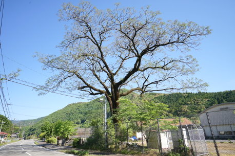 坂本のセンダン