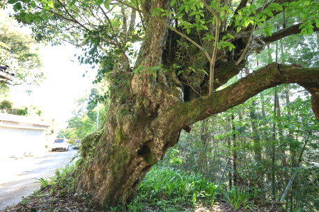 松原のカゴノキ