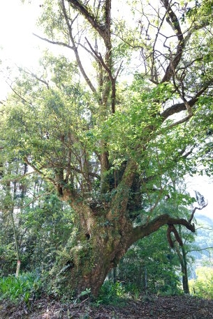 松原のカゴノキ