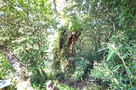 下松尾のタブノキ