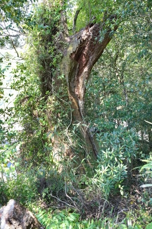 下松尾のタブノキ