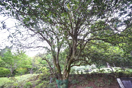 樅木尾有楽椿