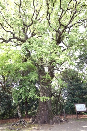 綾神社のクスノキ