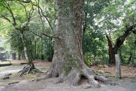 綾神社のクスノキ