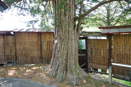 松原諏訪神社のイチイ
