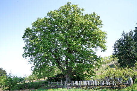 黒沢家墓地のコナラ