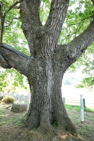 黒沢家墓地のコナラ