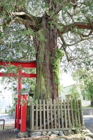 大宮諏訪神社のサワラ
