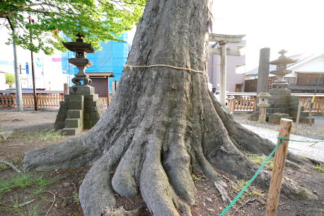 科野大宮社のケヤキ　No1