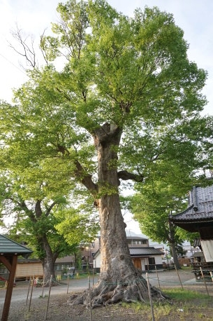 科野大宮社のケヤキ　No2