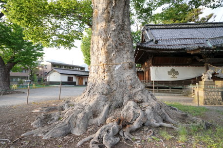 科野大宮社のケヤキ　No2