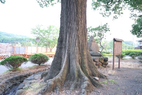 白鳥神社のエンジュ