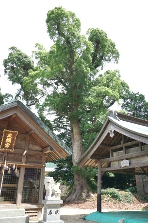 太祖神社のクスノキ　No1